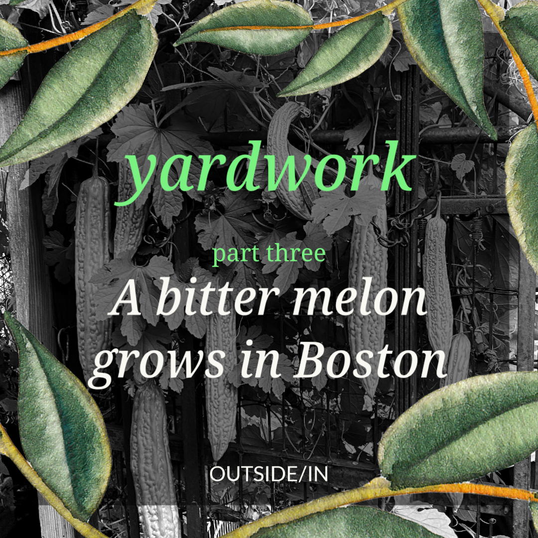 Yardwork: A bitter melon grows in Boston