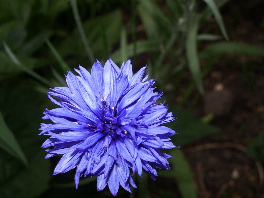  A blue cornflower. Smabs Sputzer  (CC BY 2.0)  