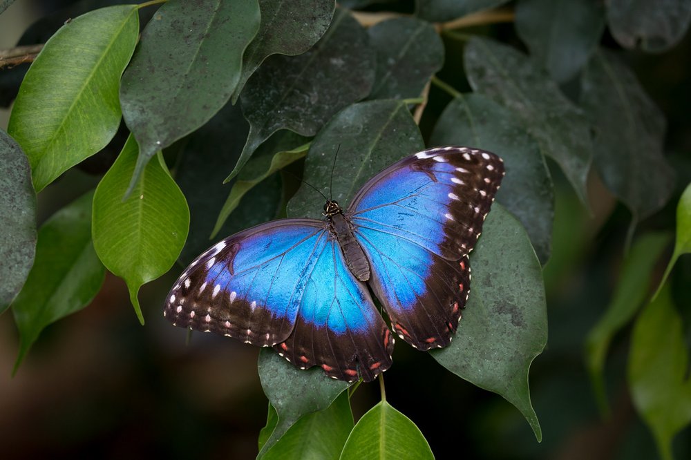  Blue morpho butterfly.  Photo: Steve Higgins    (CC BY 2.0   