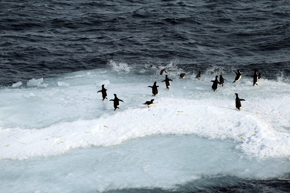  Adélie penguins in Antarctica. Credit: Elizabeth Rush. 