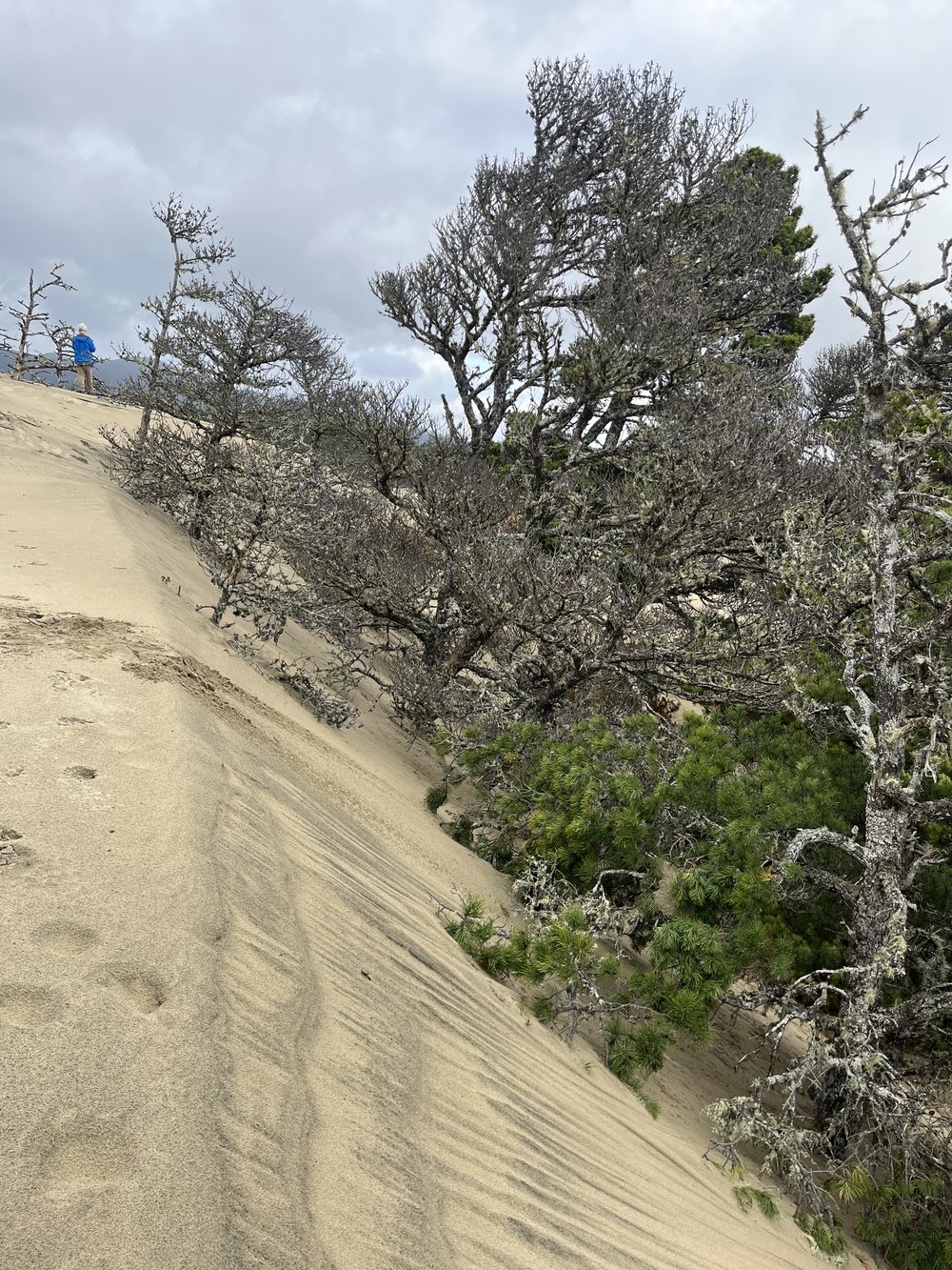  Dune movement in action. As the wind carries the sand onto the dune, the angle of the hill gets steep enough for the sand to slip forward and bury the trees, eventually turning them into a “ghost forest.” Photo by Justine Paradis. 