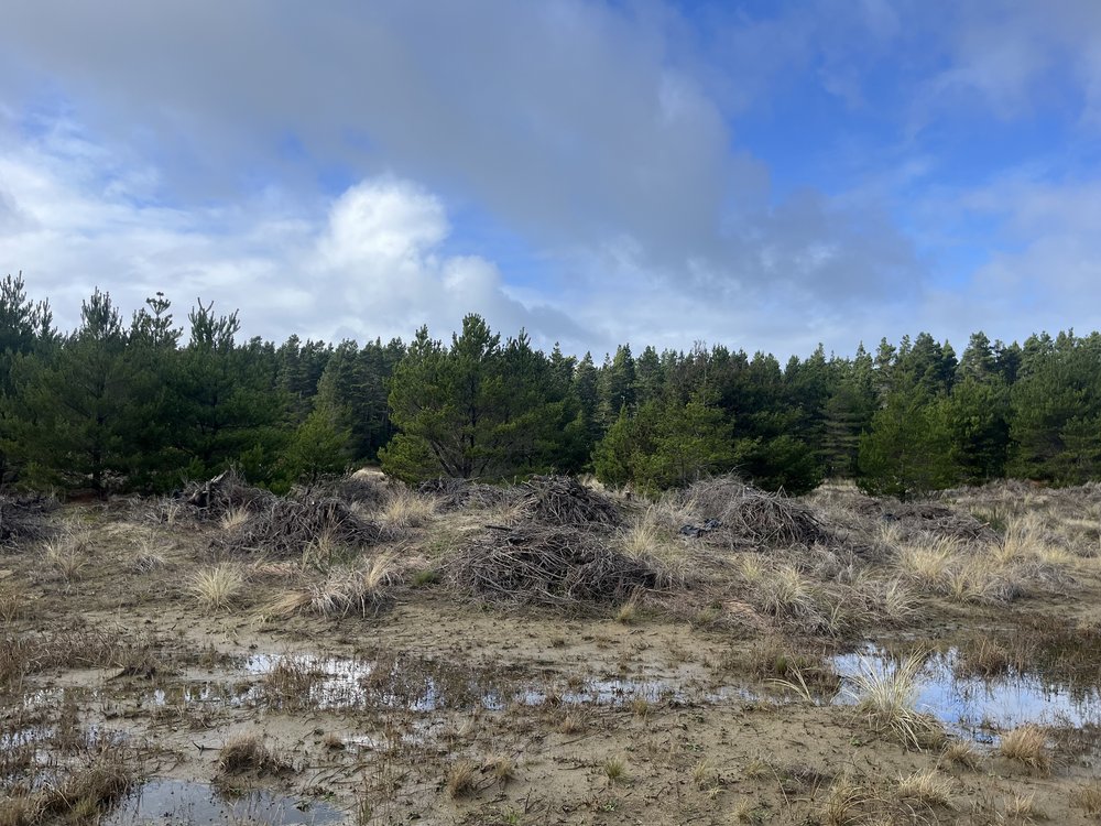  Piles of brush, evidence of restoration work in the dunes. Due to the “habitat management pickle” in the area, as wildlife biologist Kegen Benson put it, only trees of a certain size can be removed. Photo by Justine Paradis. 