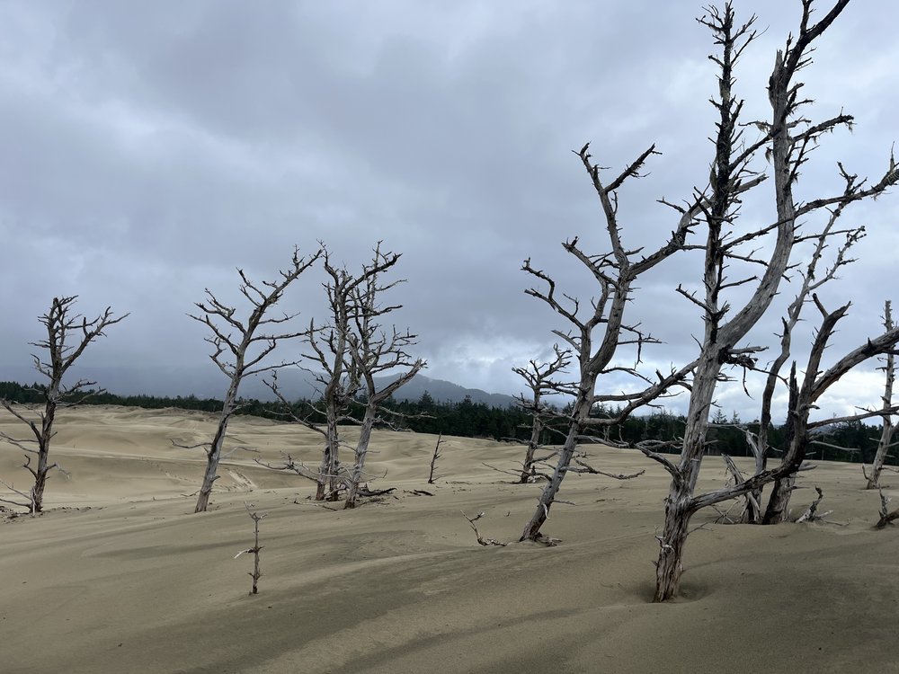  Ghost trees at Dina Pavlis’ secret spot in the dunes near Florence, Oregon. Photo by Justine Paradis. 