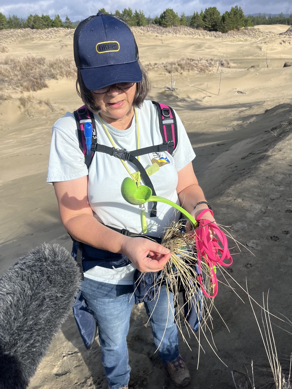  Dina Pavlis holding a clump of European beachgrass.  Photo by Justine Paradis. 