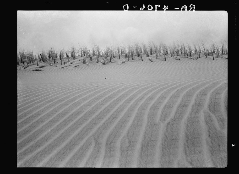  “Winds off the Pacific Ocean make fantastic whorls in the sand dunes along the Oregon coast. Holland grass is being planted to stop the drifting…”  Photo taken in 1936-1937 by Arthur Rothstein  via Library of Congress.  