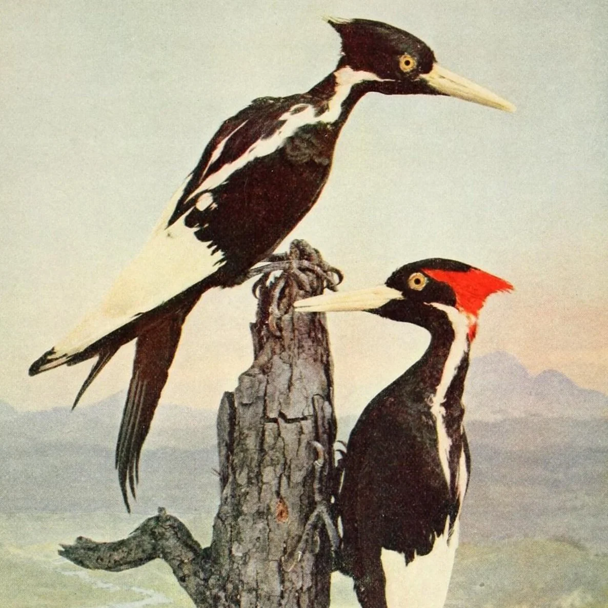 The curious case of the missing extinctions