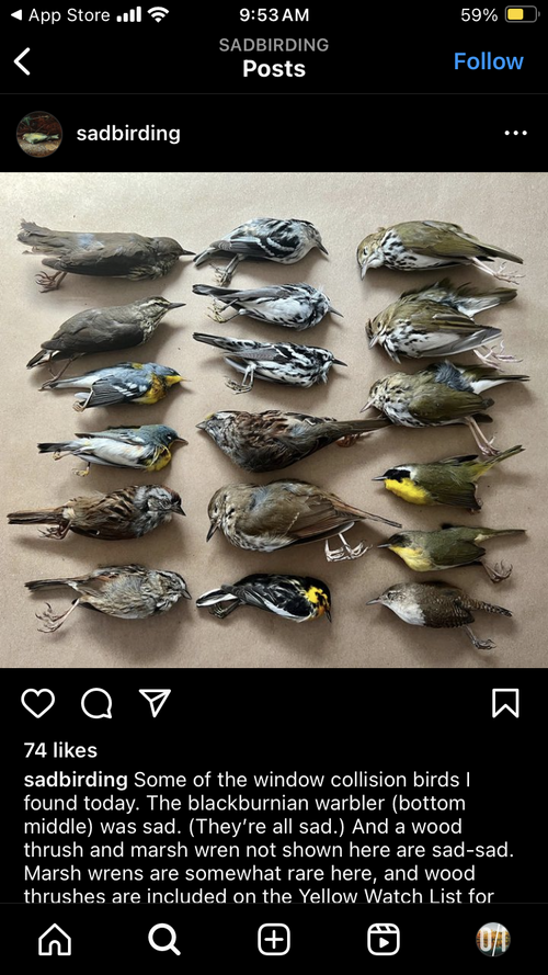 Dead bird rabbit hole — Outside/In