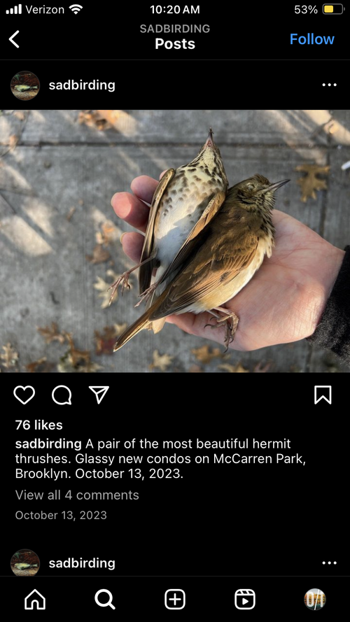 Dead bird rabbit hole — Outside/In