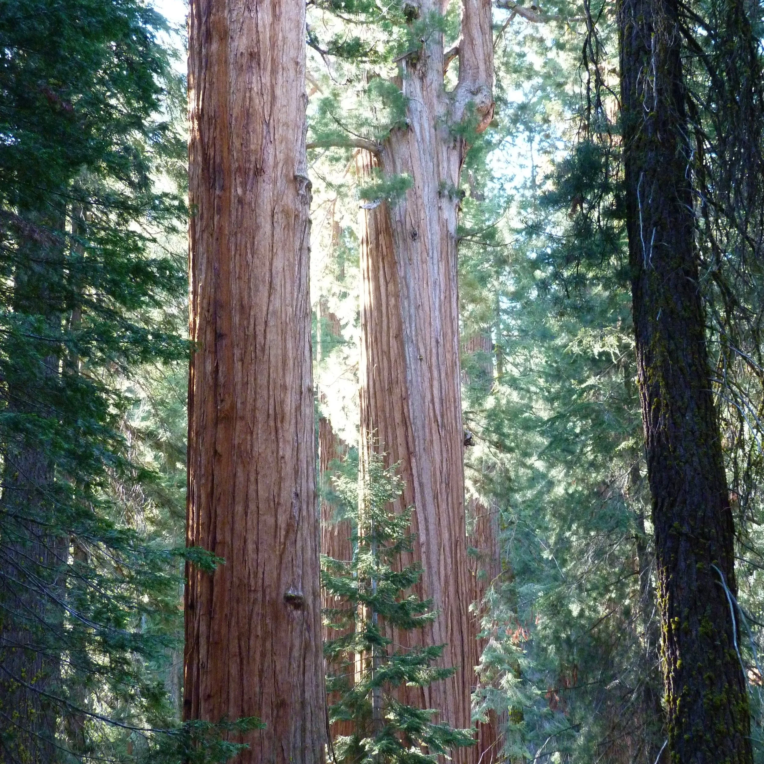 Saving the tallest trees on Earth