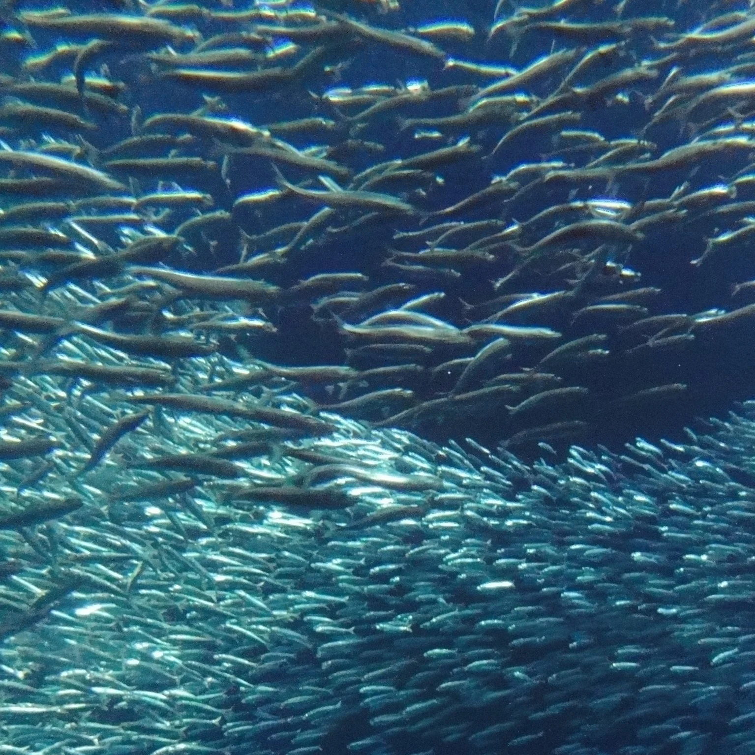 Sardines are swimming sunlight