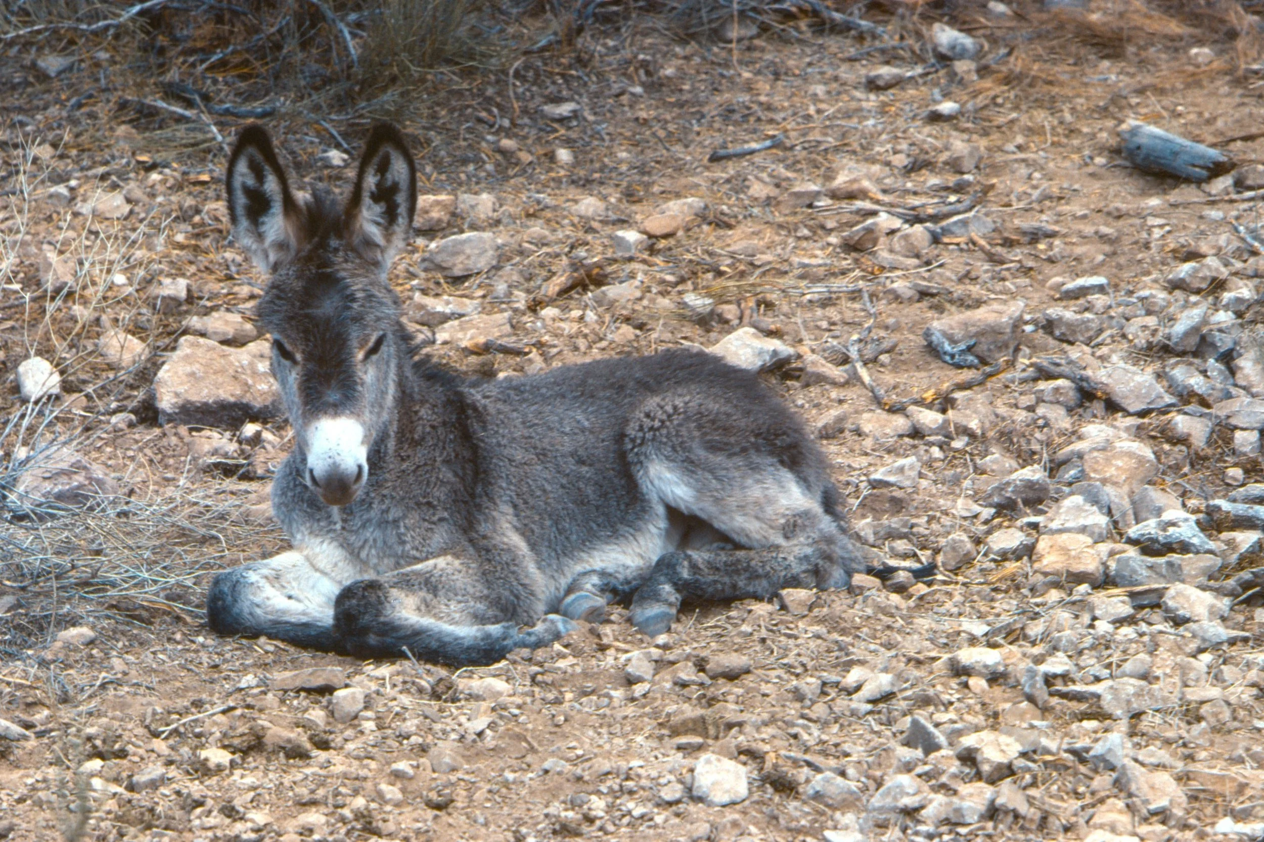 The Great Grand Canyon Burro Rescue