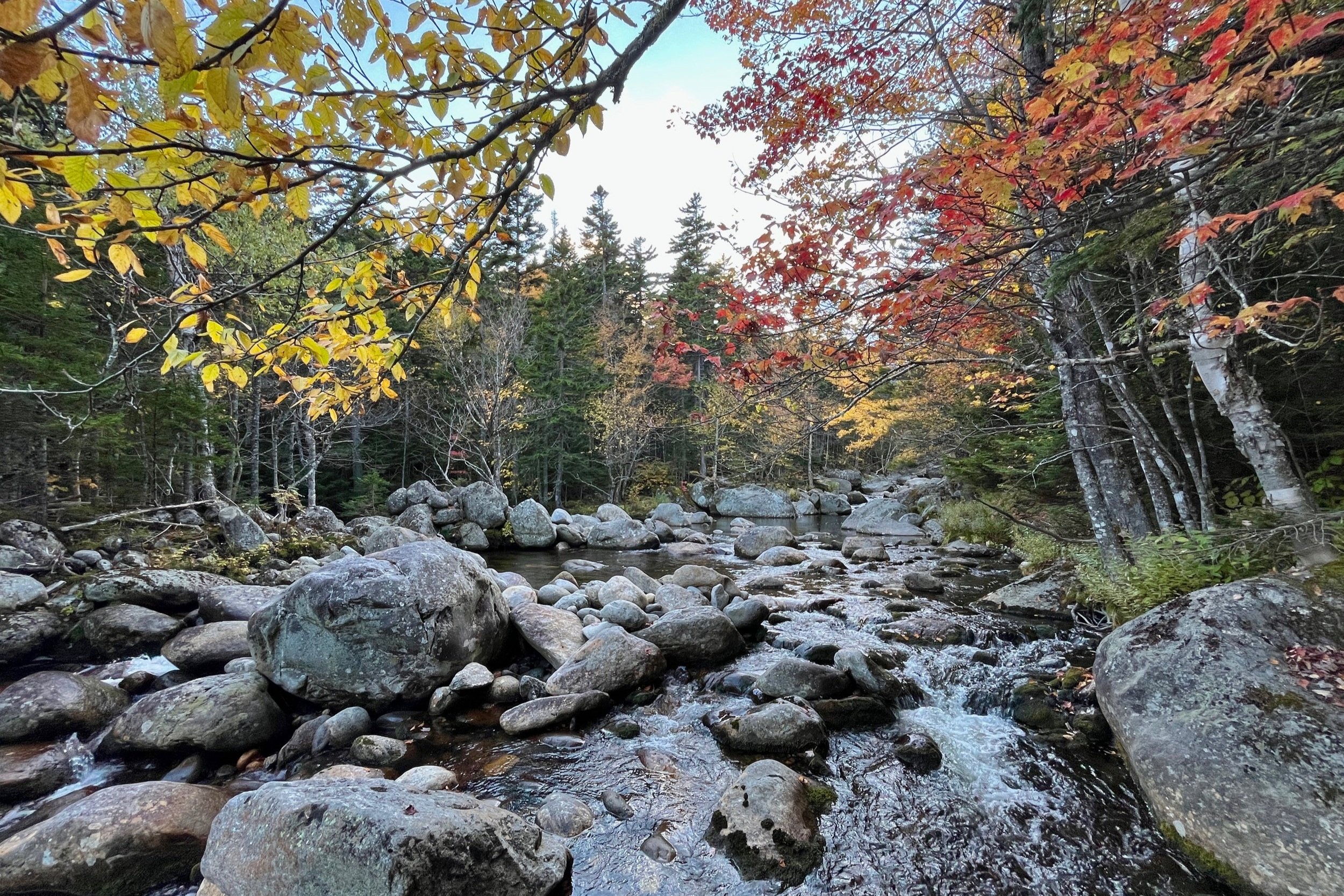 What is a forest for?
