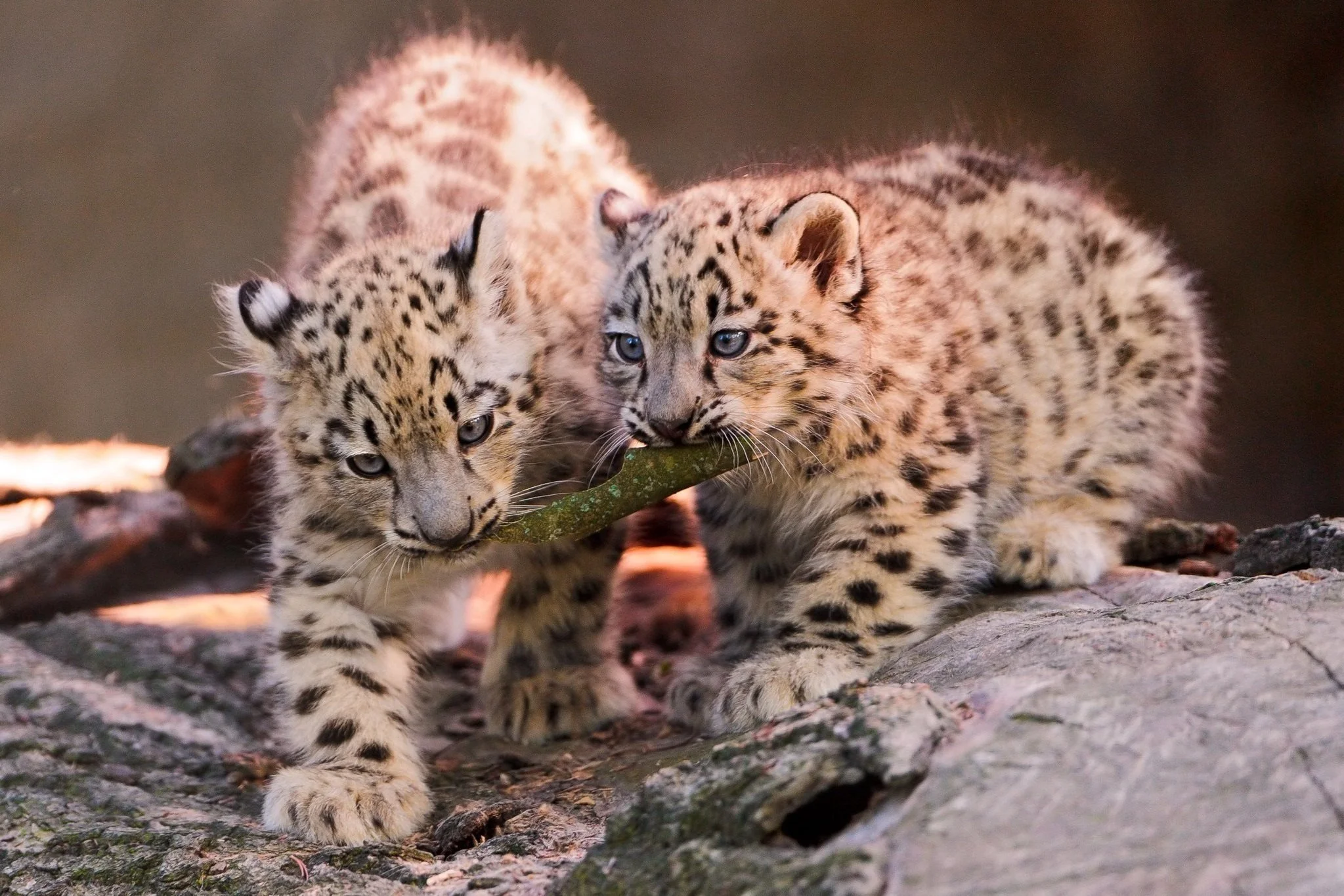Why do animals play?