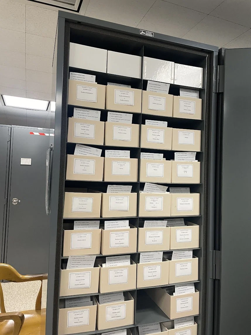 Meticulously organized, the mycological collection depends on the centuries-long commitment of its curators to store specimens found all across New York state. Photo by Marina Henke.