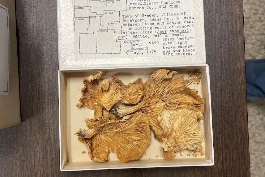 An oyster mushroom collected in 1974 sits in the mycological collections at the New York State Museum. Photo by Marina Henke.