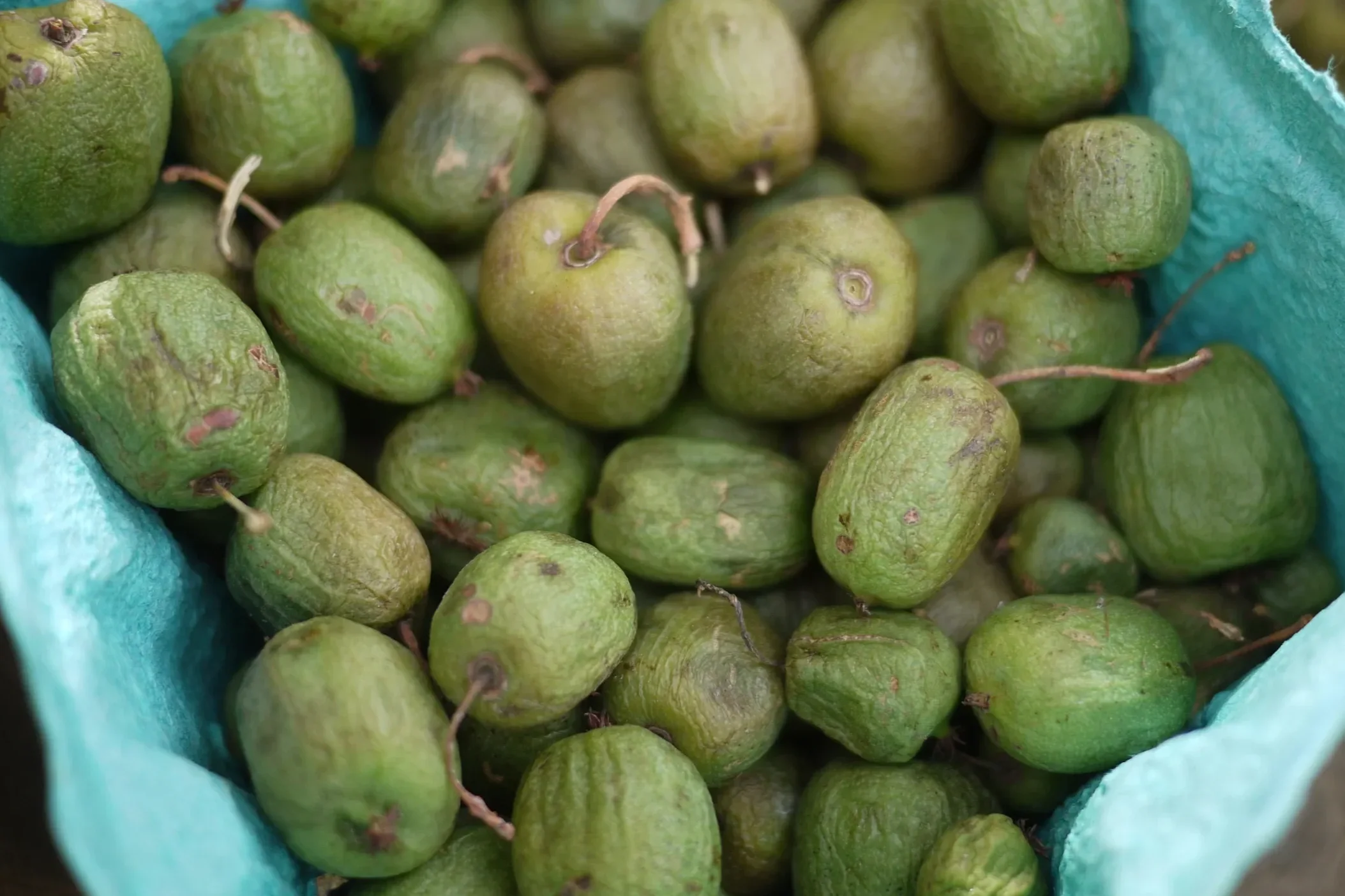 Return of the Kiwi Apocalypse: 10 years of Outside/In