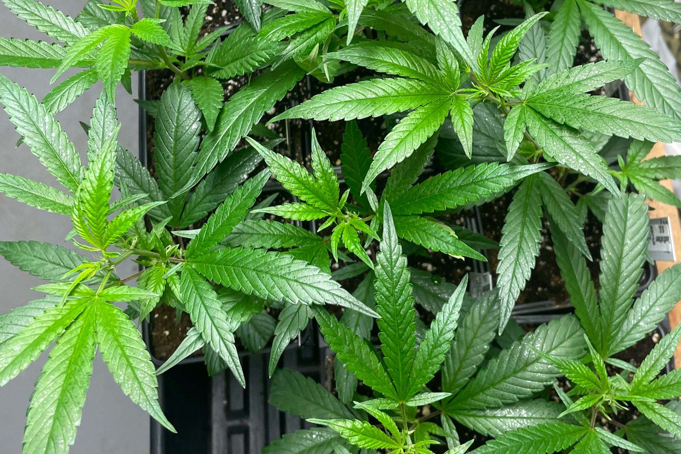 Reefer madness and the future of hemp