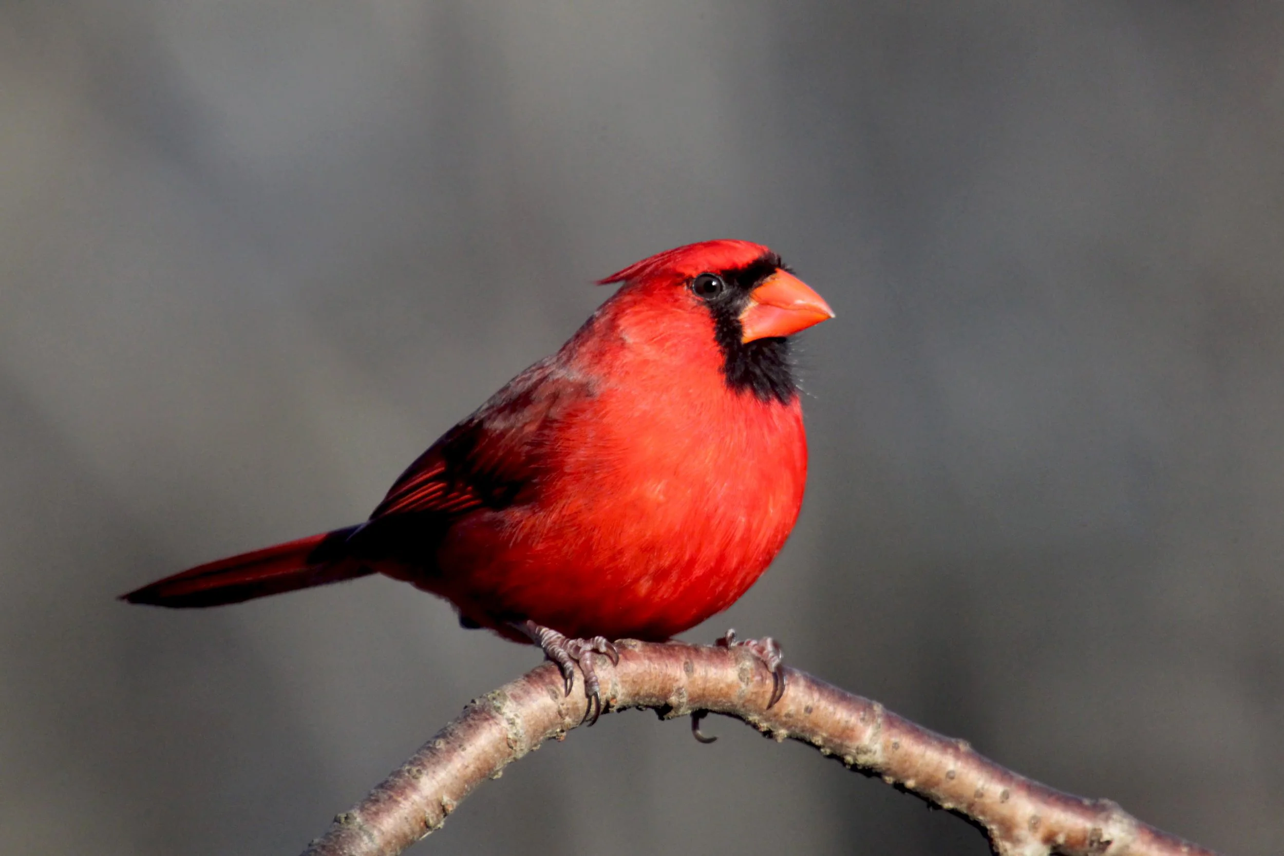 Red is the warmest color