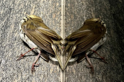 The Dead Bird Rabbit Hole 