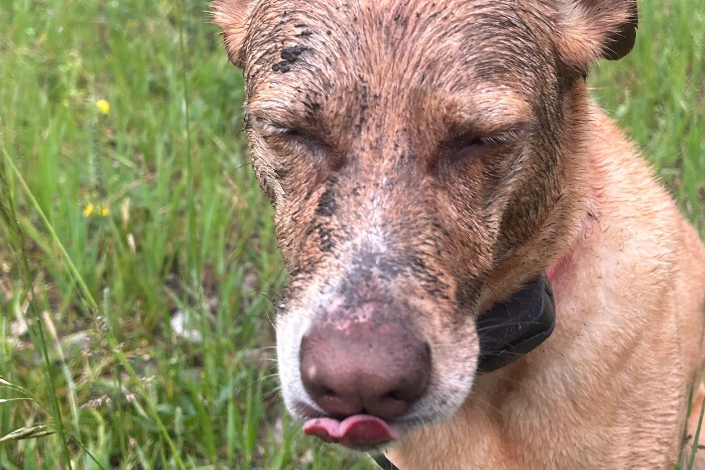 Like a Dirty Rotten Whale