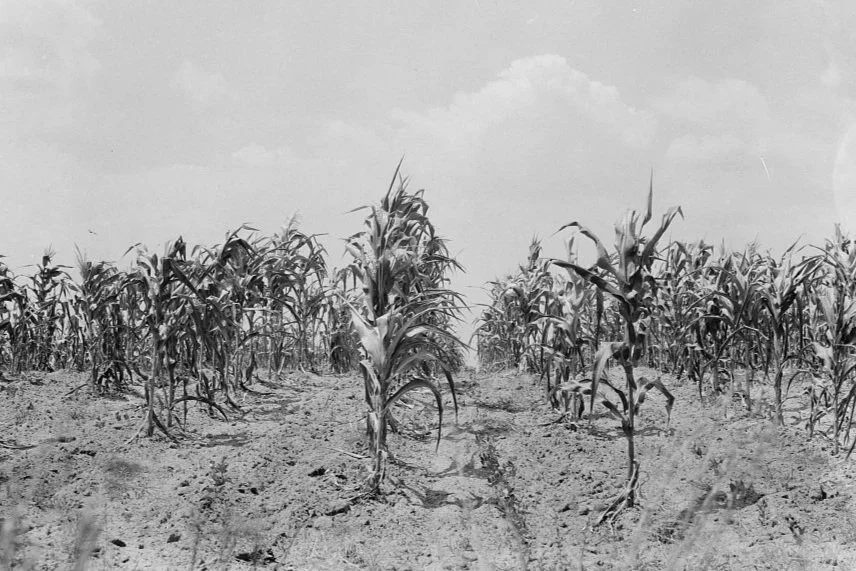 A Dry Hot American Summer