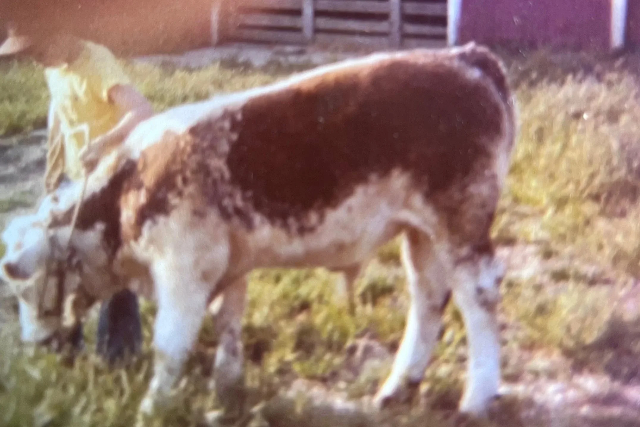 A cow named Speckles