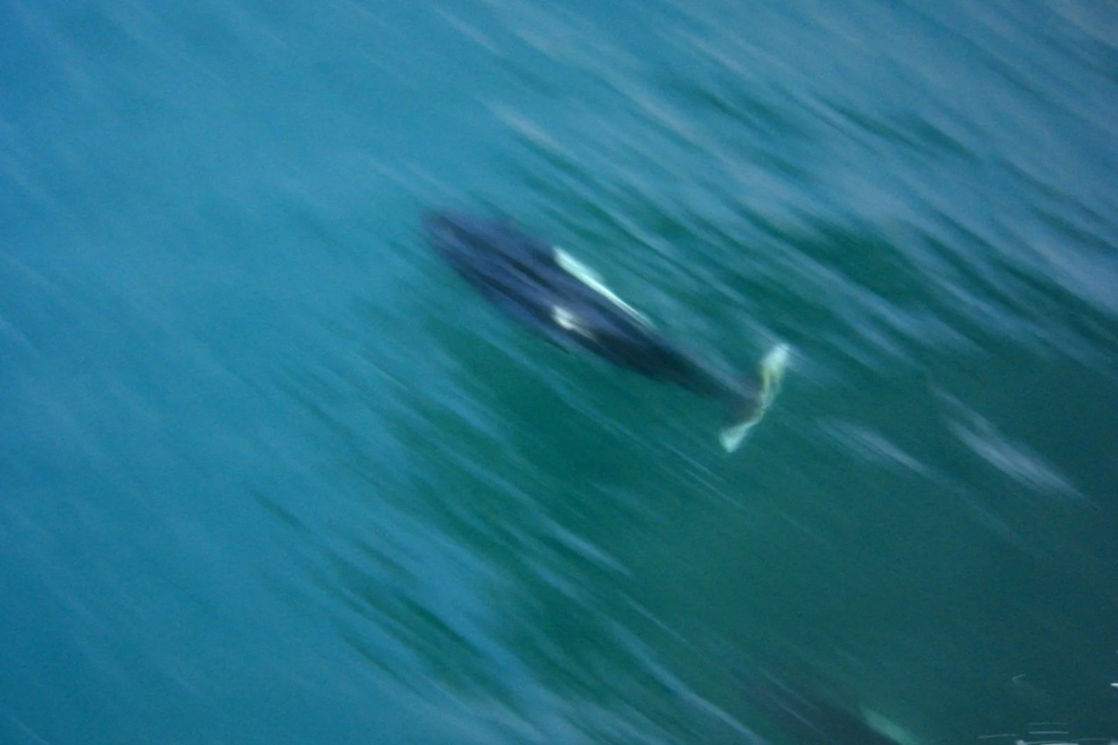 Big porpoise energy