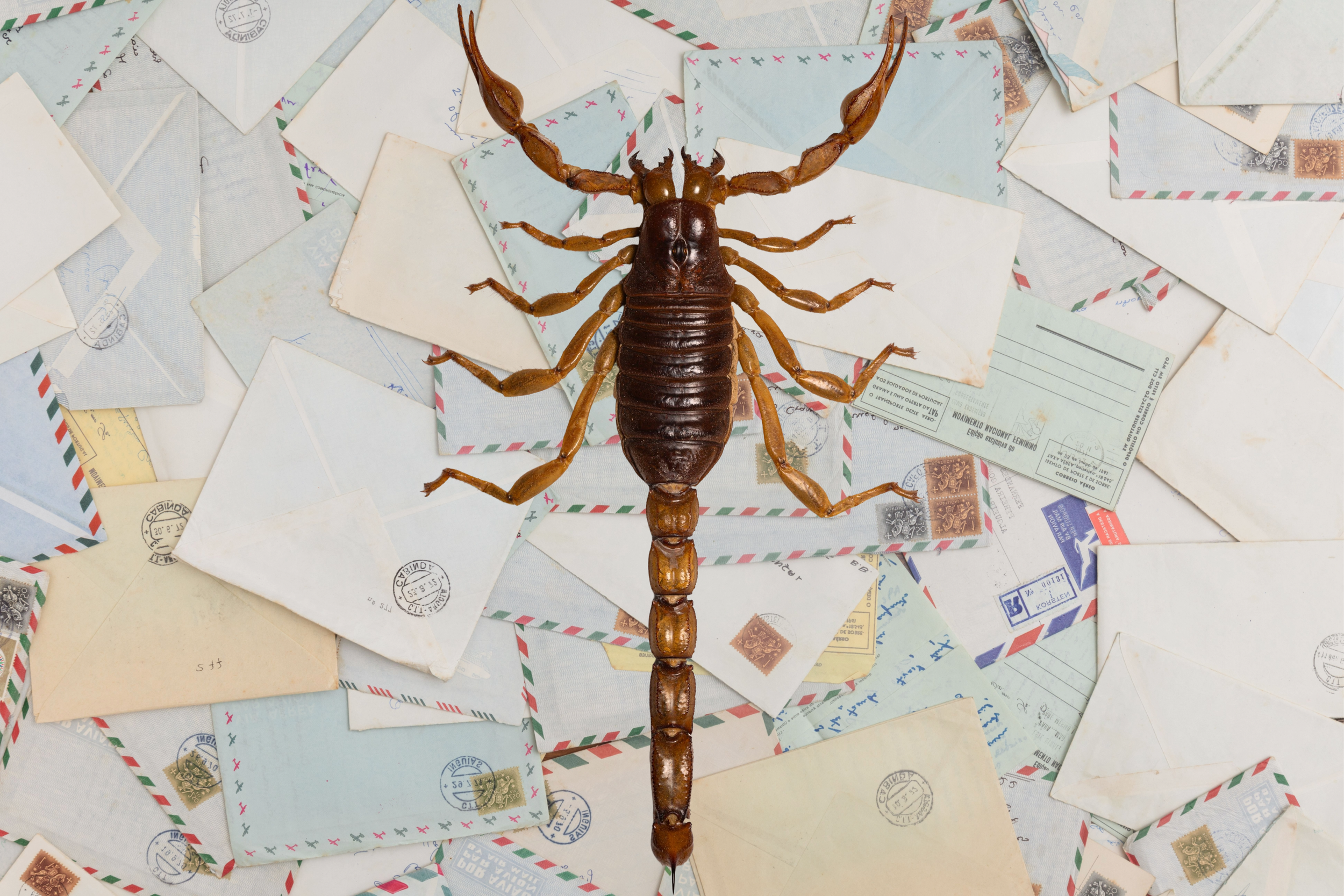 You’ve got scorpion