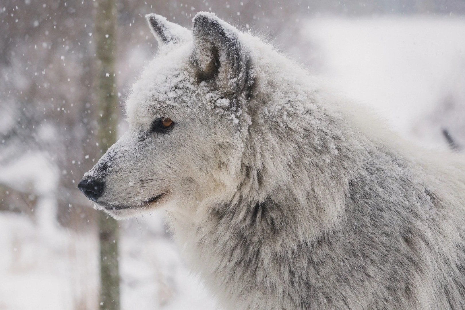 Scientists spoke up against a de-extinction company. Then the smears began.  