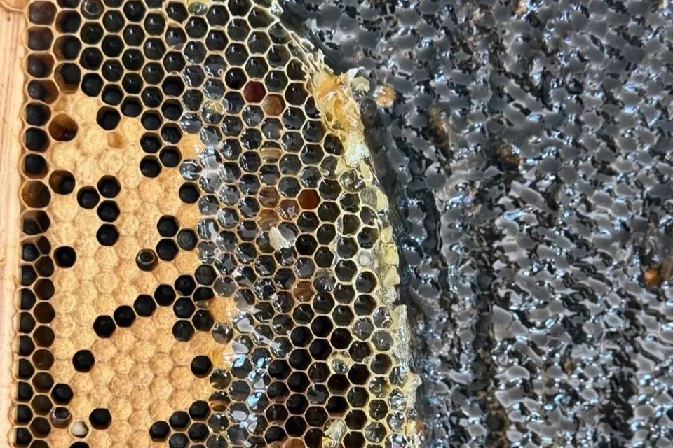 Did #savethebees get it wrong?