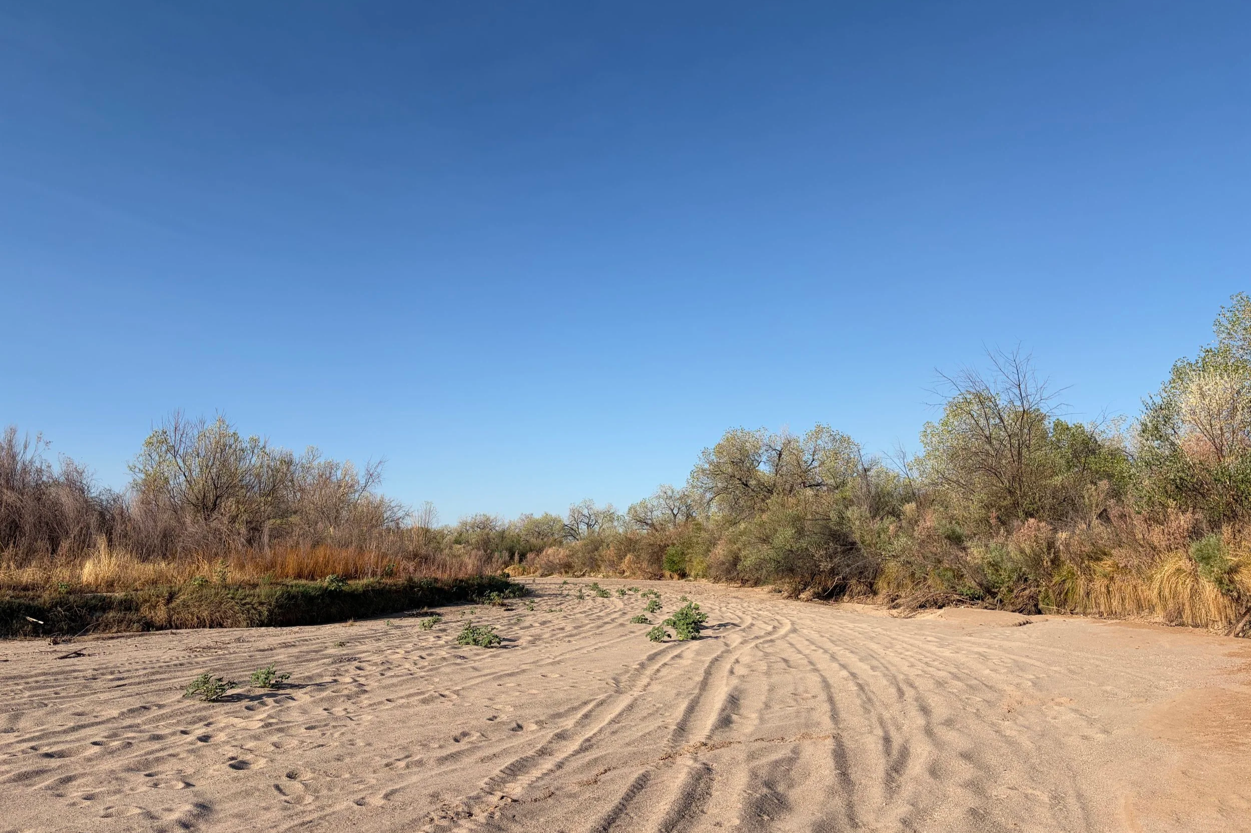 A dry riverbed is criss-crossed with tire tracks. Dry trees line the banks. A brilliant blue sky above.
