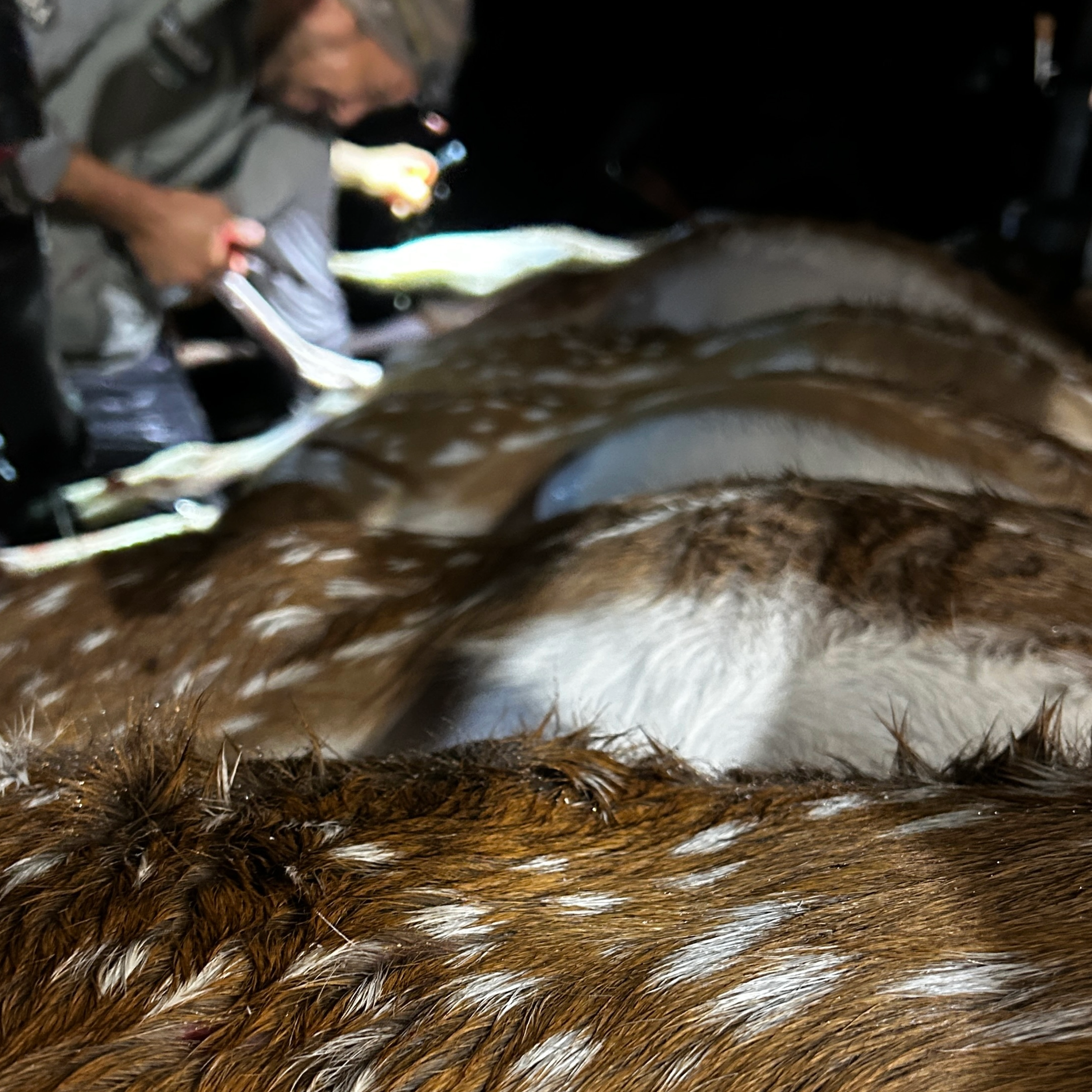 The deer sharpshooters of Maui