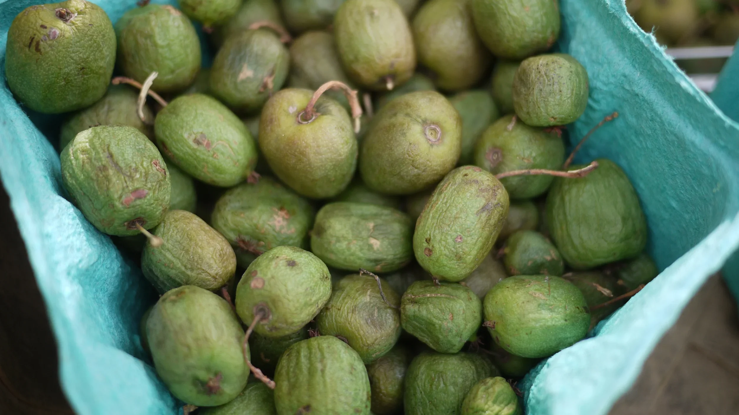 A blue cardboard carton holds several dozen small kiwis. They are light green and scaly, about the size of quarter..