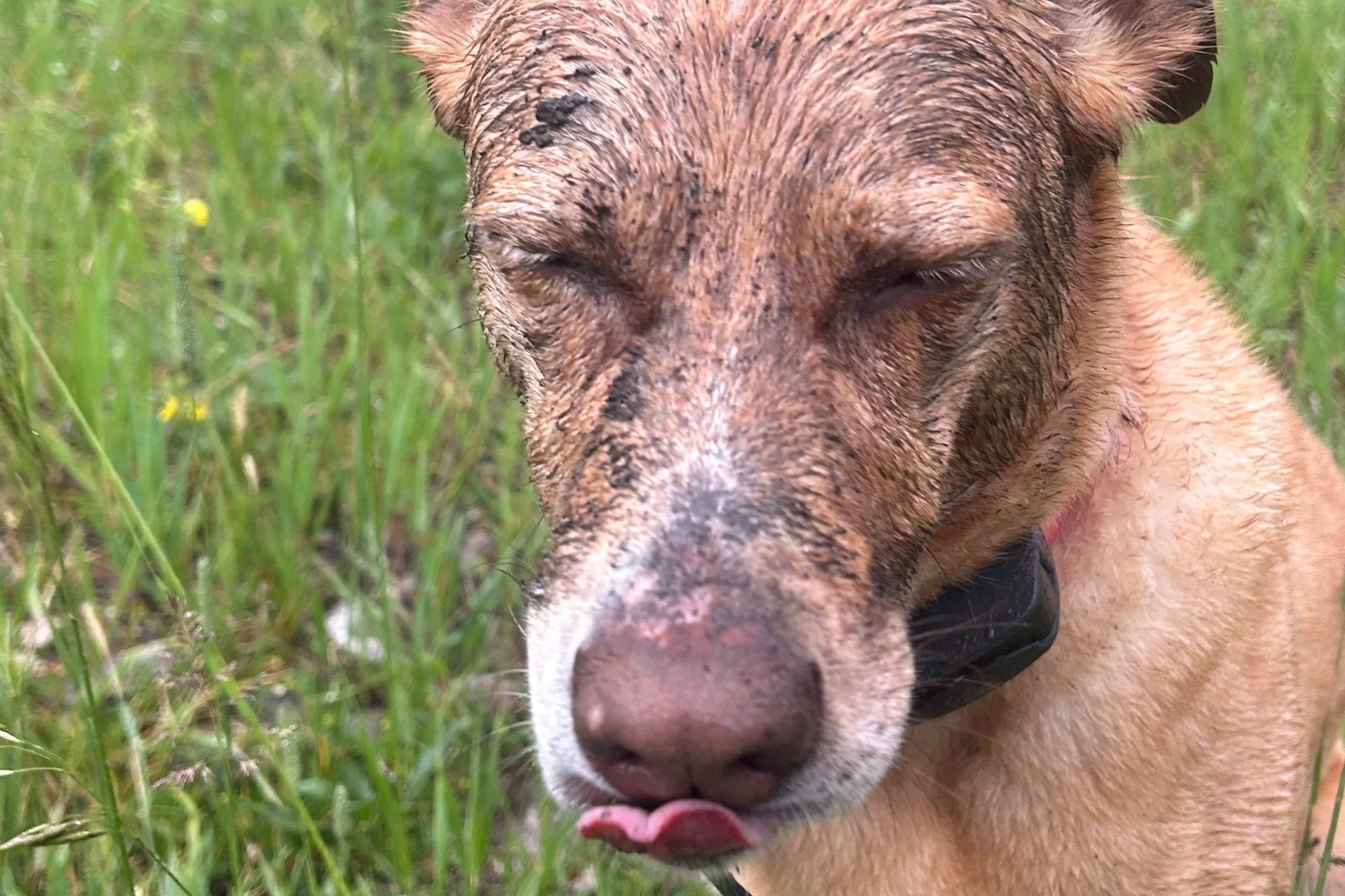 A brown dog is covered in a thick muddy goo. He looks down, eyes closed, with his tongue caught in mid-lick.