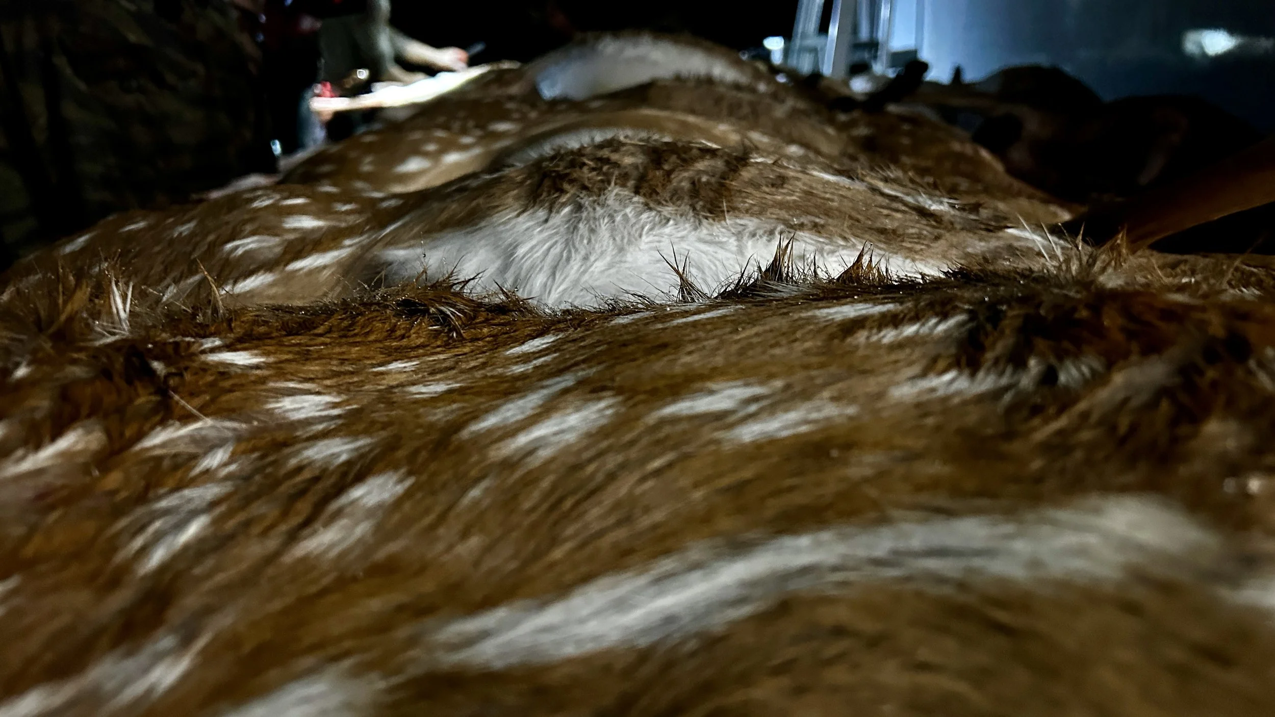An up-close image of a deer carcass.