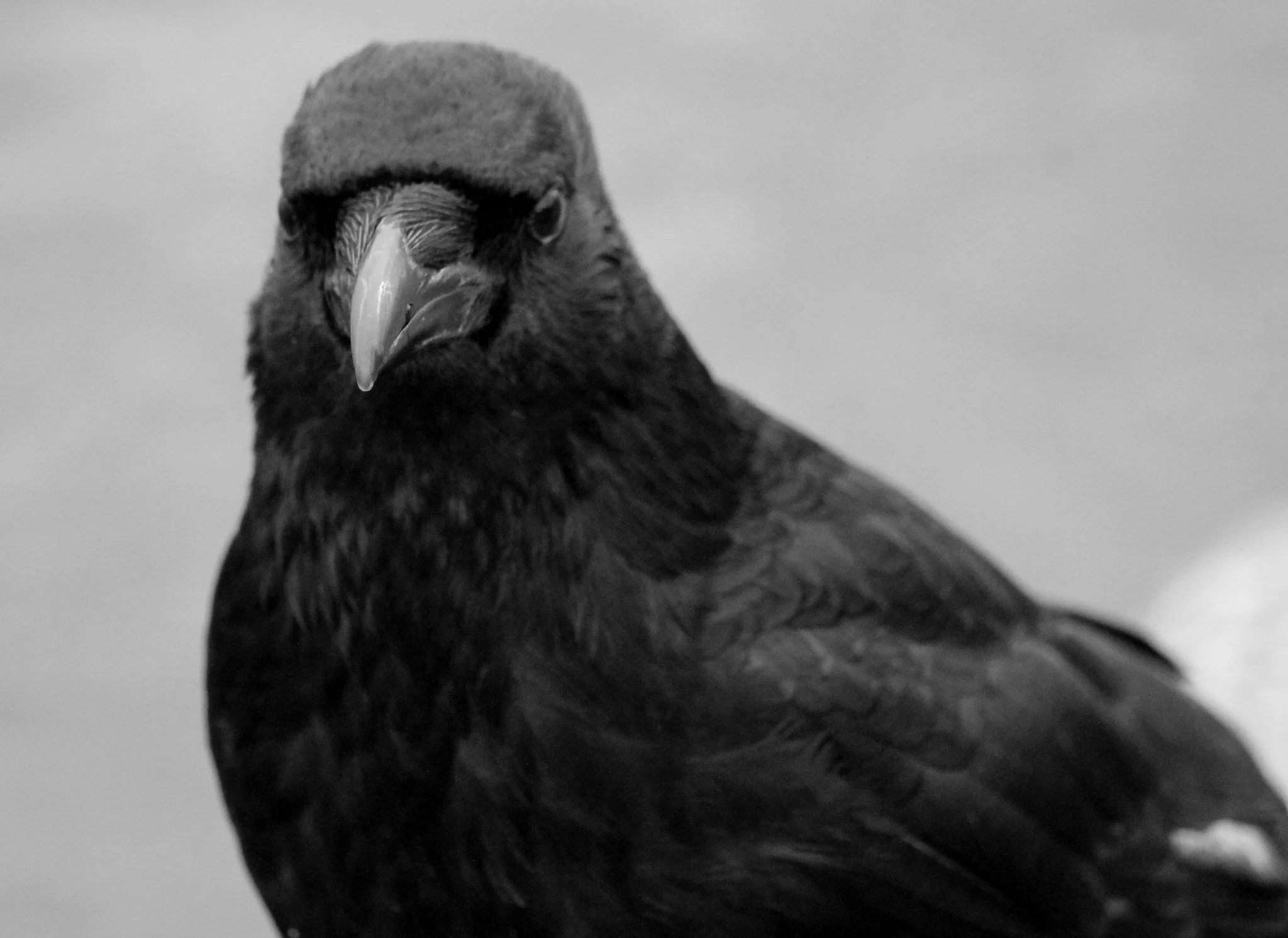Raven in black and white