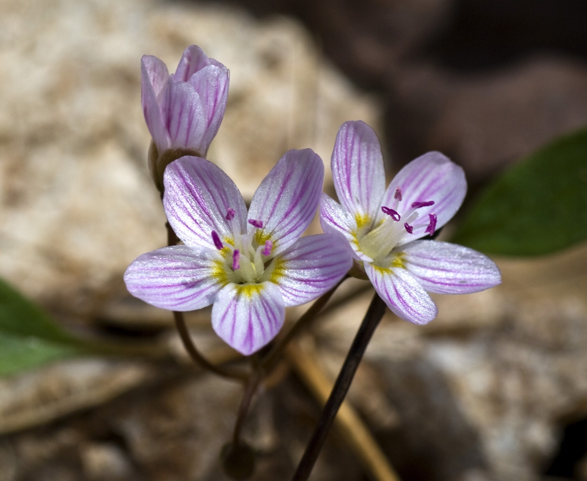 spring beauties.JPG