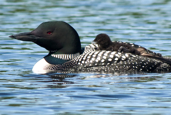 Ac Loon with chick -1443.jpg