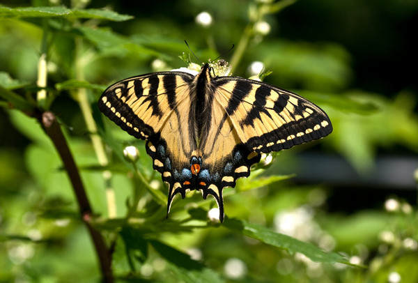 Canadian tiger swallowtail-3233.jpg