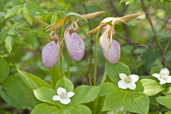 lady's slippers-3245.jpg