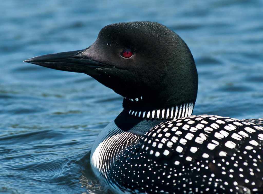 loon head shot-6751.jpg