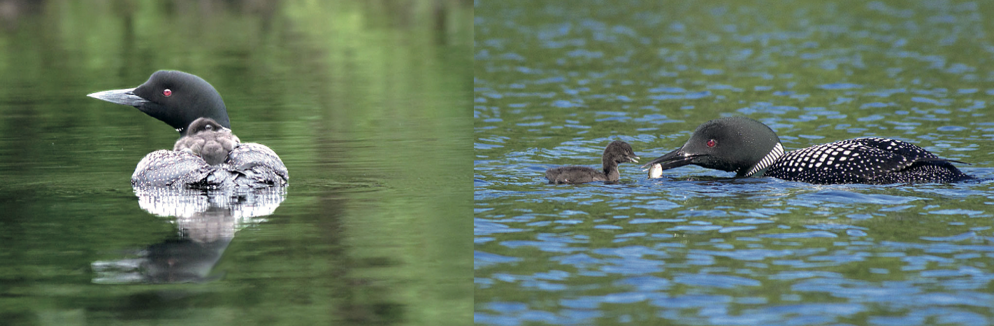 Loons in Vermont ... and Beyond!
