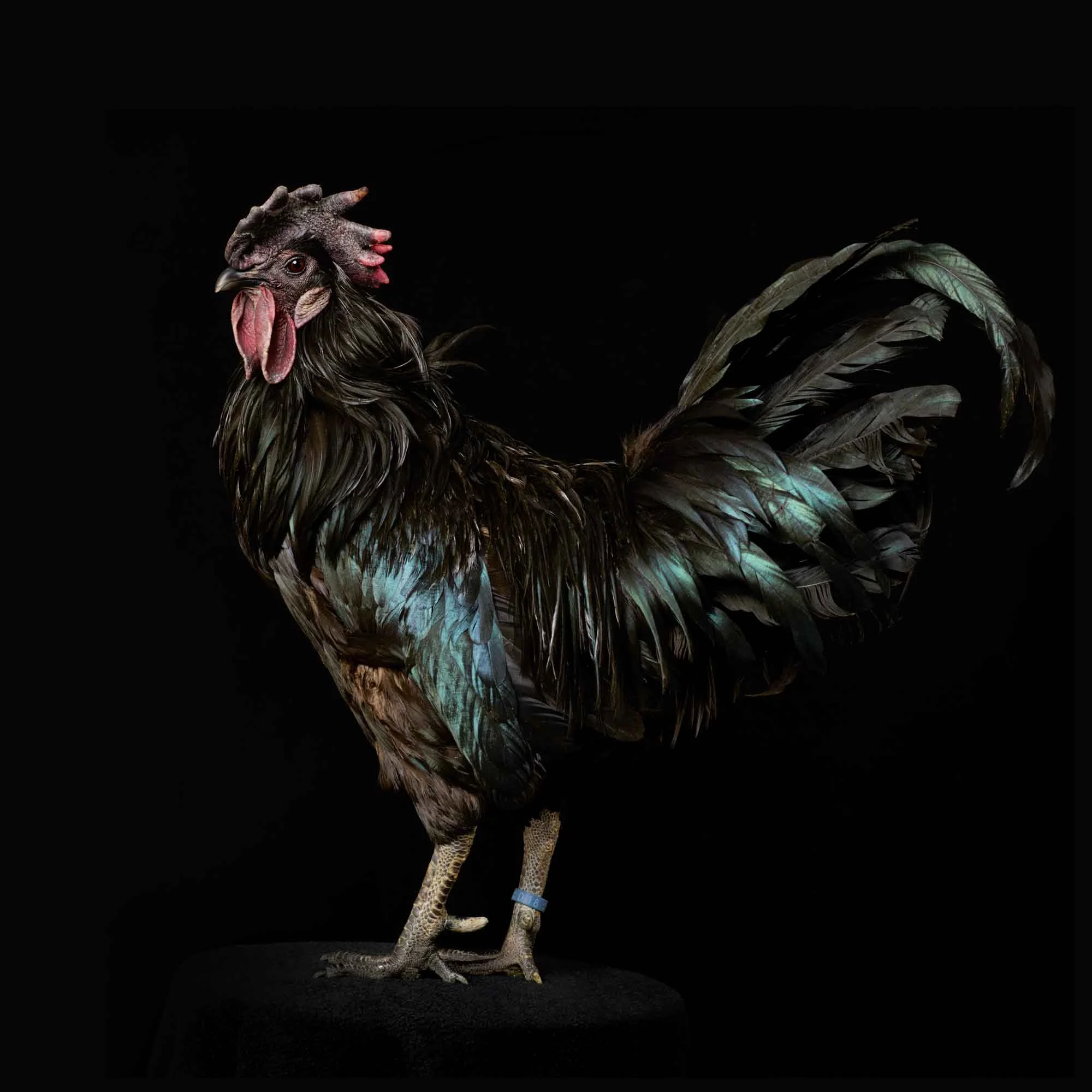 #22 Ayam cemani