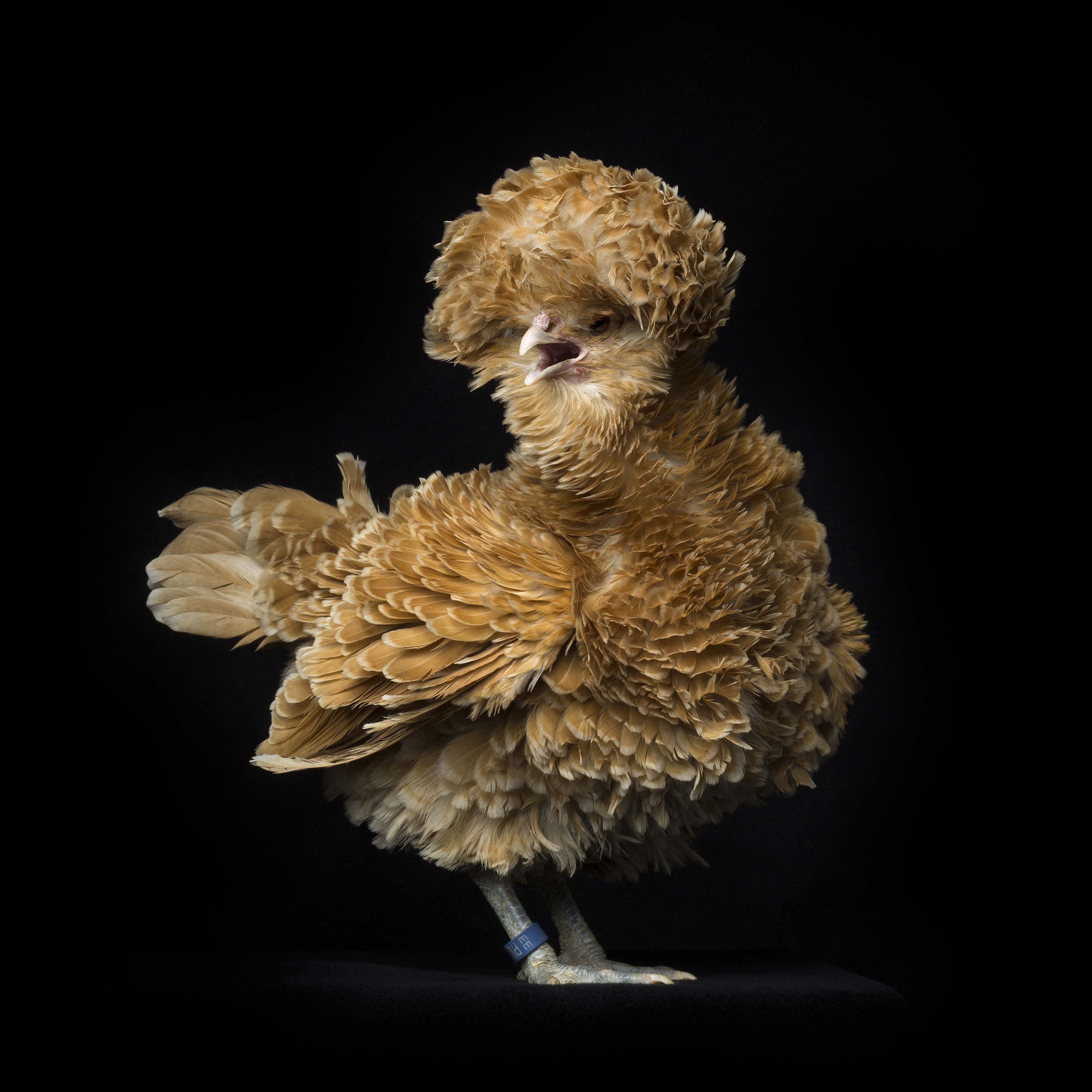 #5 Polish Fowls Bantam Frizzled