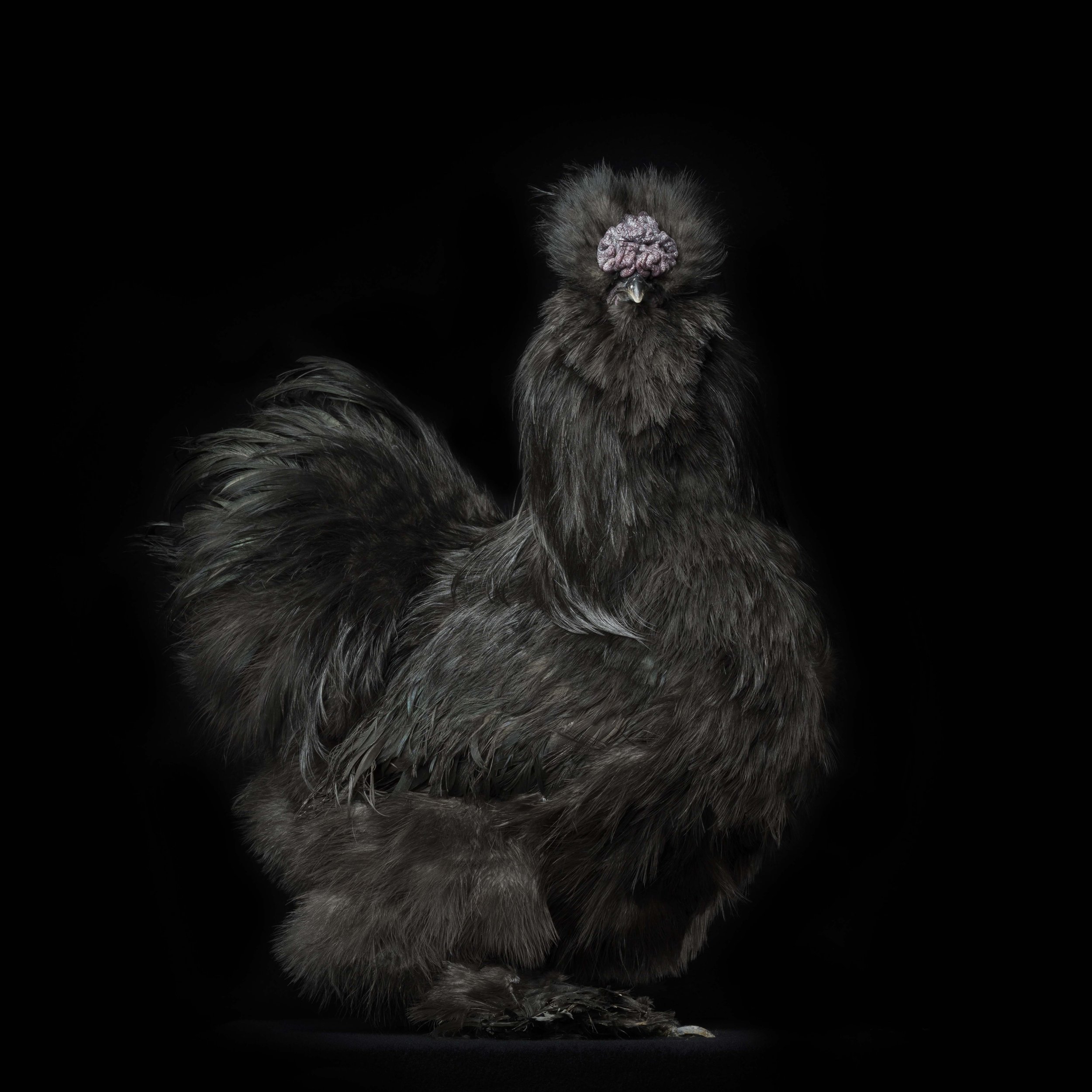 #8 Black Silkie Bantam