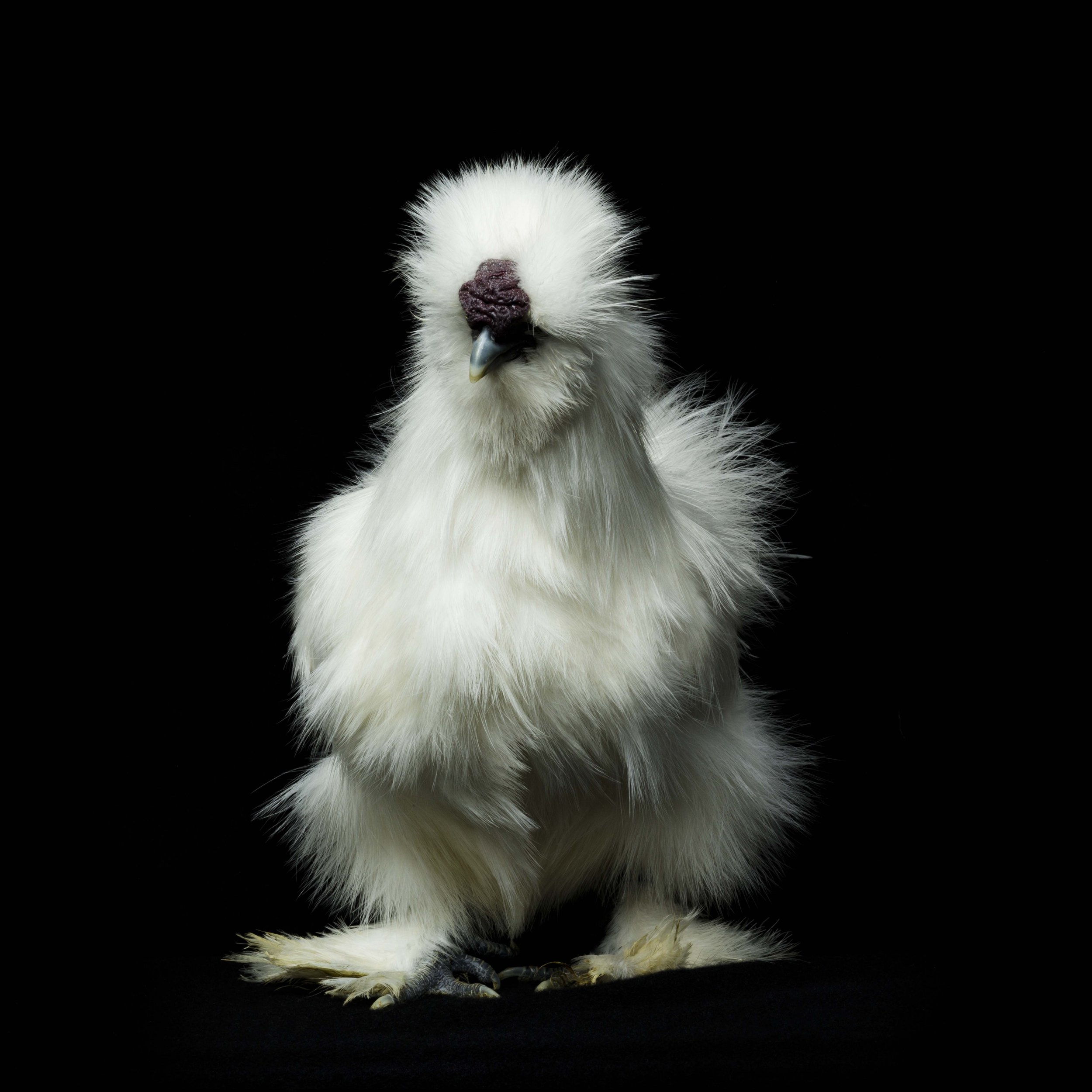 #9 Silkie Bantam