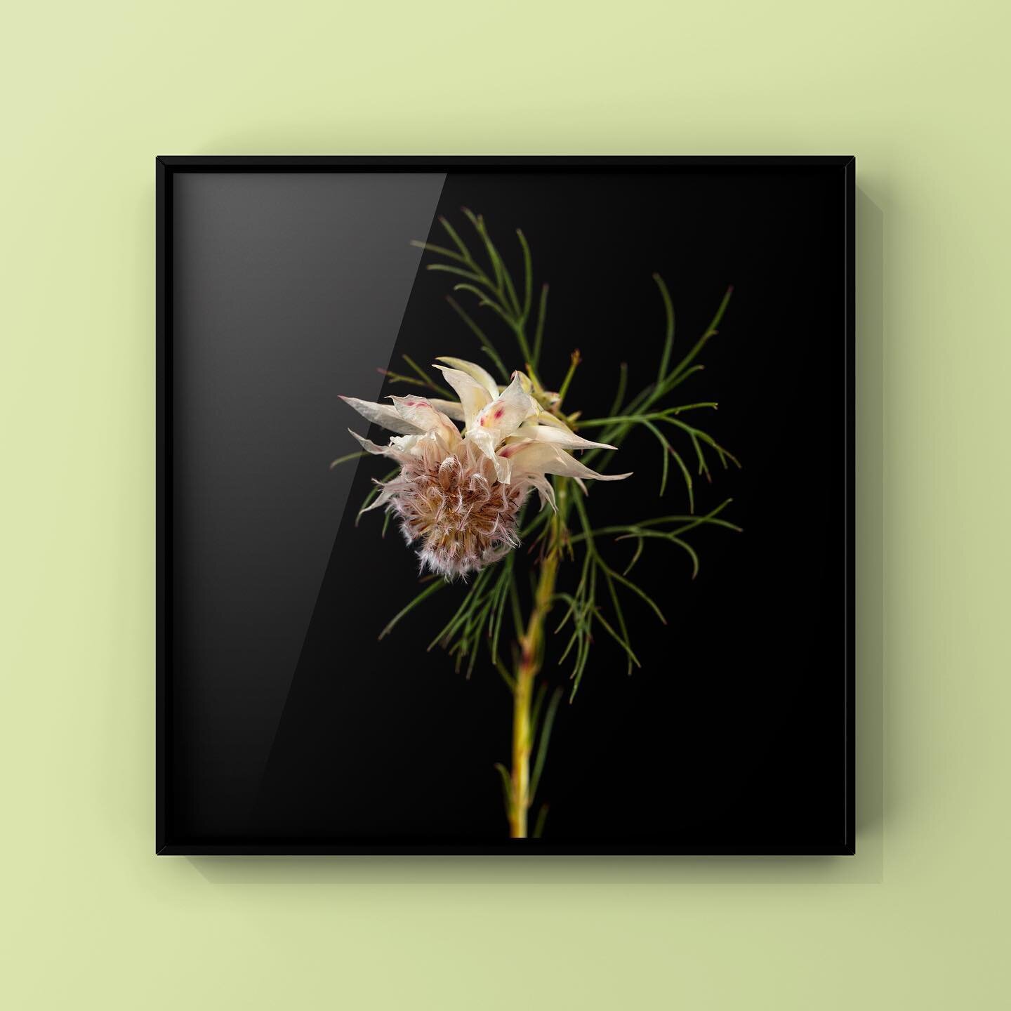 Robby Cyron - Botanica #11

Edition 7 - 50x50 cm, Edition 3 - 80x80 cm

Fine Art Prints with Certyficate. Printed on Hahnem&uuml;hle Photo Rag 308 gsm 100% cotton museum-grade archival fine art paper using Epson Ultra chrome HDX inks.

#photo #instaa