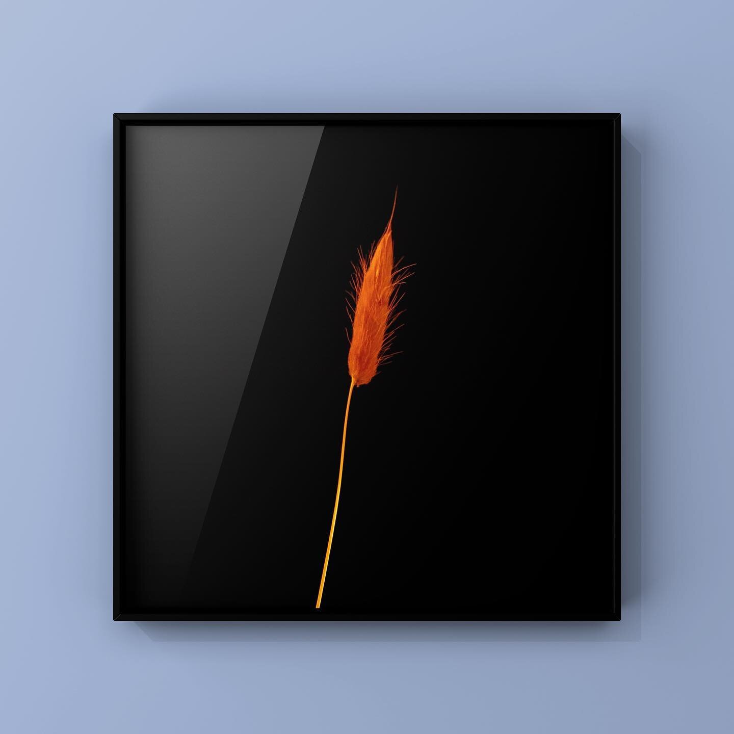 Robby Cyron - Botanica #10

Edition 7 - 50x50 cm, Edition 3 - 80x80 cm

Fine Art Prints with Certyficate. Printed on Hahnem&uuml;hle Photo Rag 308 gsm 100% cotton museum-grade archival fine art paper using Epson Ultra chrome HDX inks.
Certificate of 
