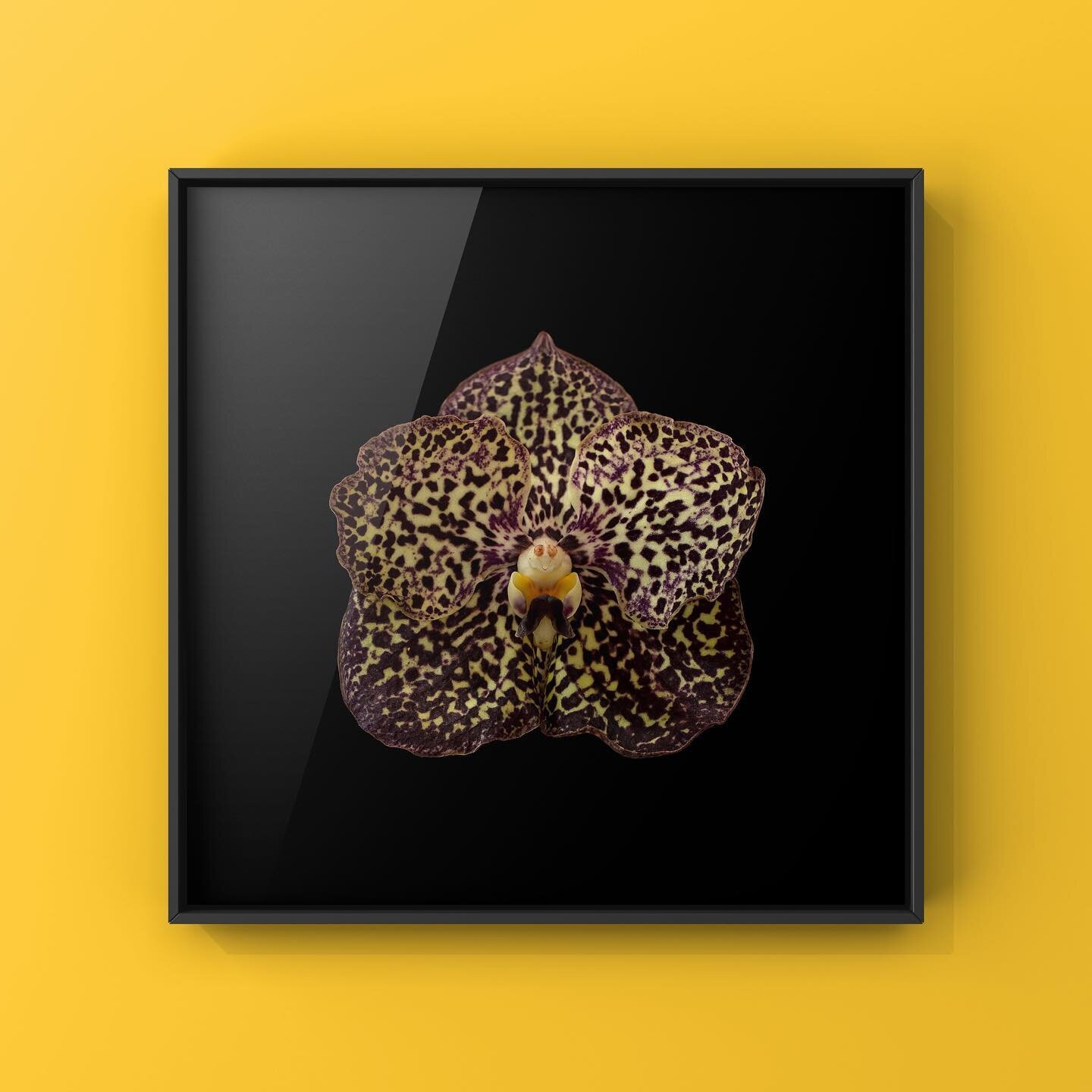 Robby Cyron - Botanica #3

Edition 7 - 50x50 cm, Edition 3 - 80x80 cm

Fine Art Prints with Certyficate. Printed on Hahnem&uuml;hle Photo Rag 308 gsm 100% cotton museum-grade archival fine art paper using Epson Ultra chrome HDX inks.
Certificate of A