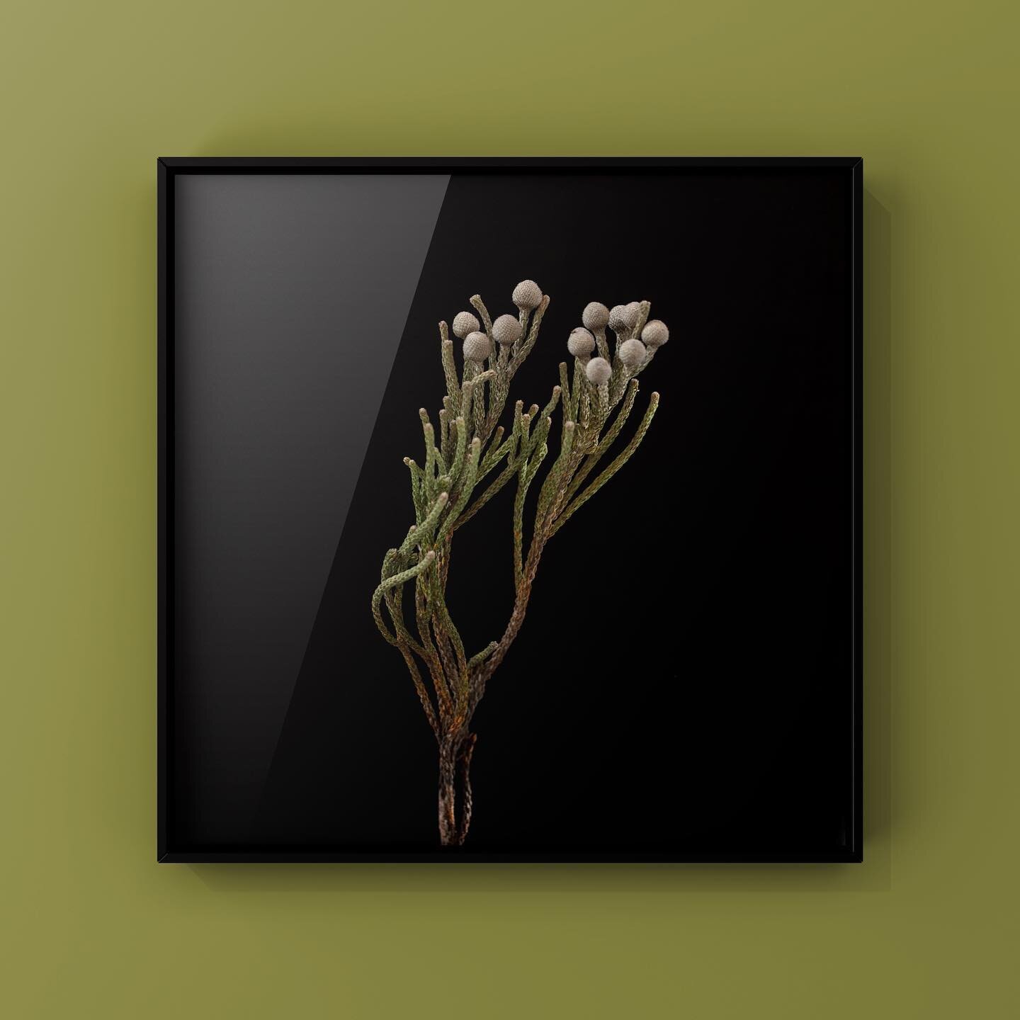New Project - Botanica #1 
Edition 7 - 50x50 cm, Edition 3 - 80x80 cm

Fine Art Prints with Certyficate. Printed on Hahnem&uuml;hle Photo Rag 308 gsm 100% cotton museum-grade archival fine art paper using Epson Ultra chrome HDX inks.
Certificate of A